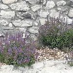 Zuza Bristivica