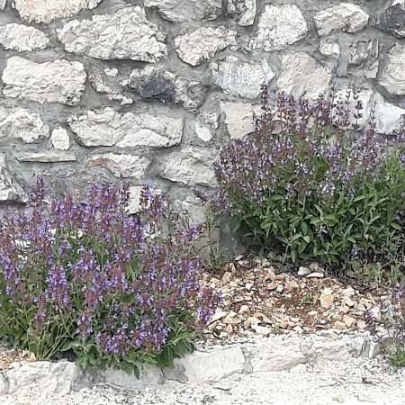 Zuza Bristivica